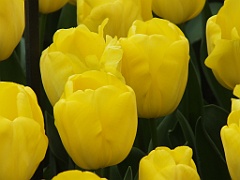 tulipsNL (107)